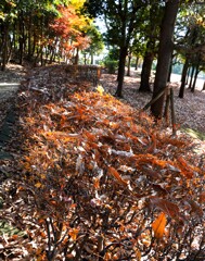 落ち葉模様①