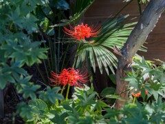 ヒガンバナのある風景①