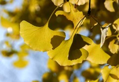 黄葉③