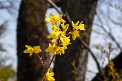 黄色い花①