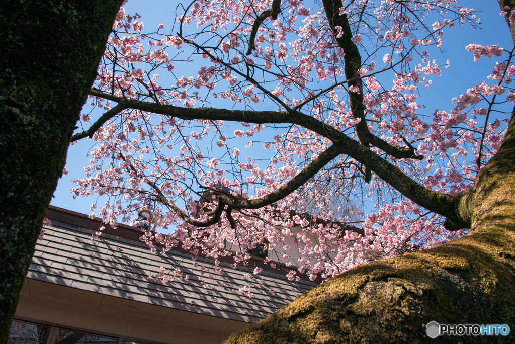 早咲き桜②