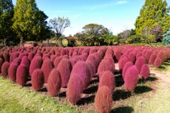 見納めのコキア