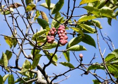 わからなかった実の名前