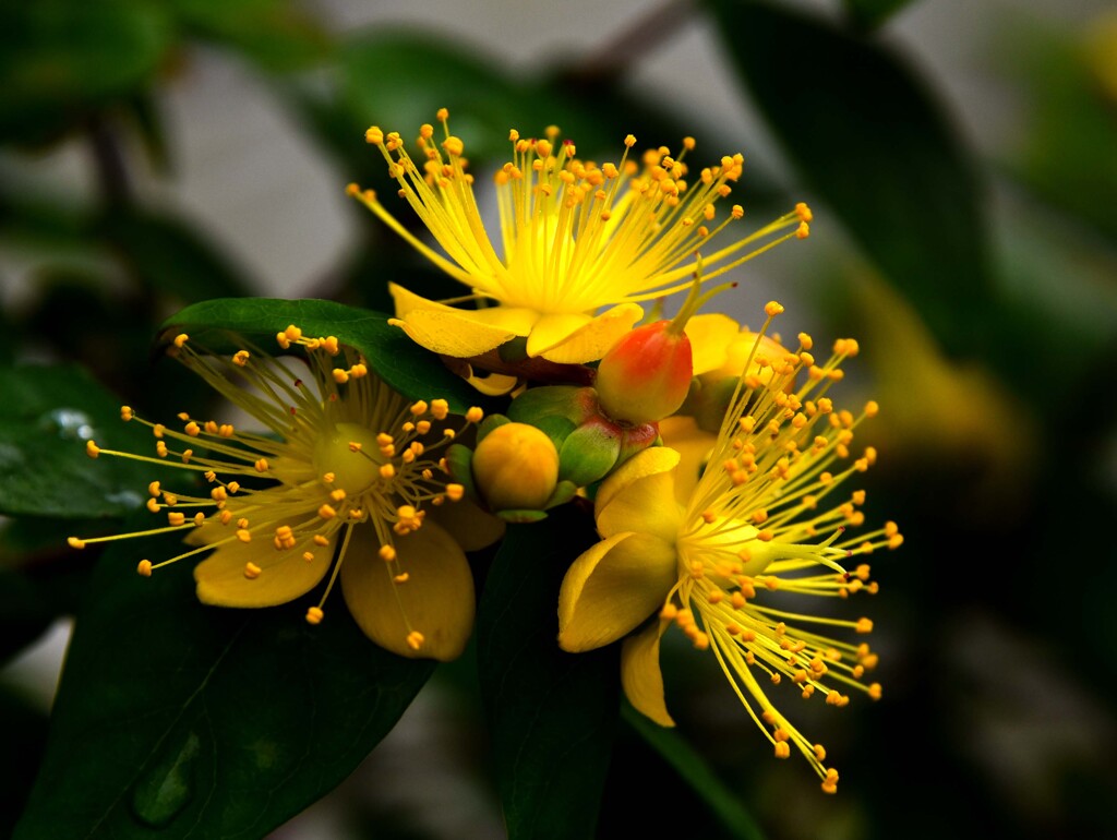 似たような花①