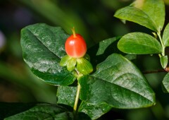 可憐な赤い実②