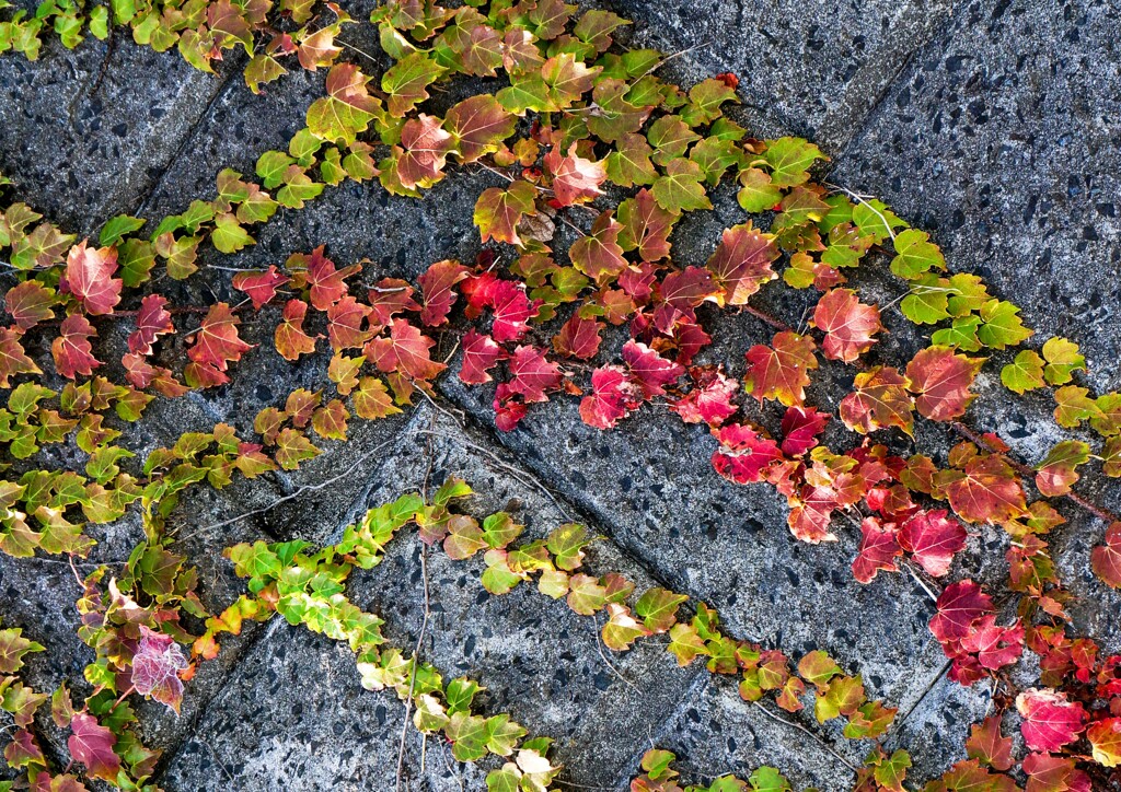 ささやかな紅葉