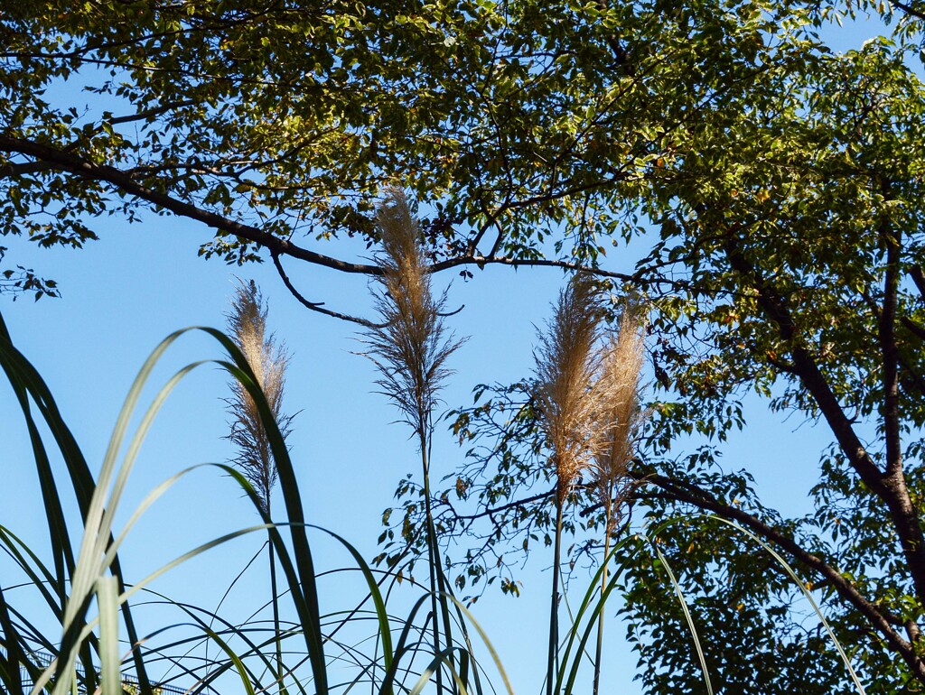 パンパスグラス