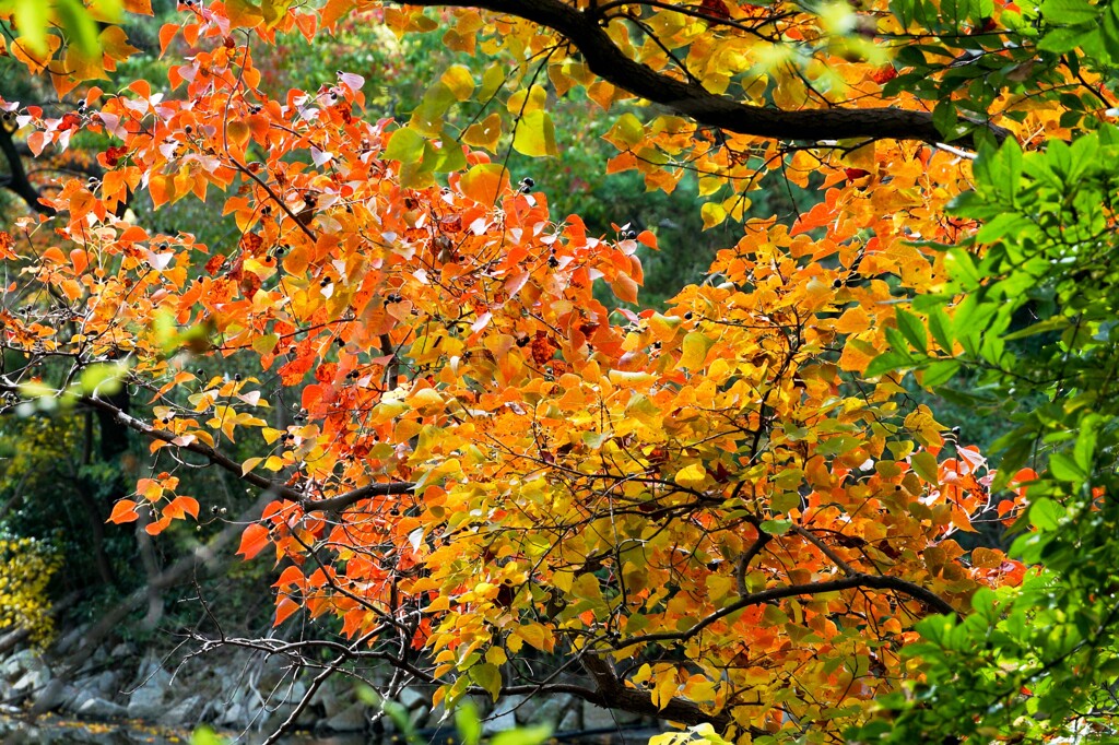 ナンキンハゼの紅葉②