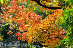 ナンキンハゼの紅葉②