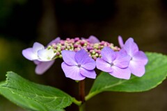 アジサイ色々⑤