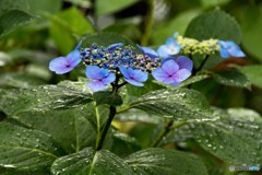 雨あがり①
