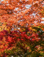 グラデーション