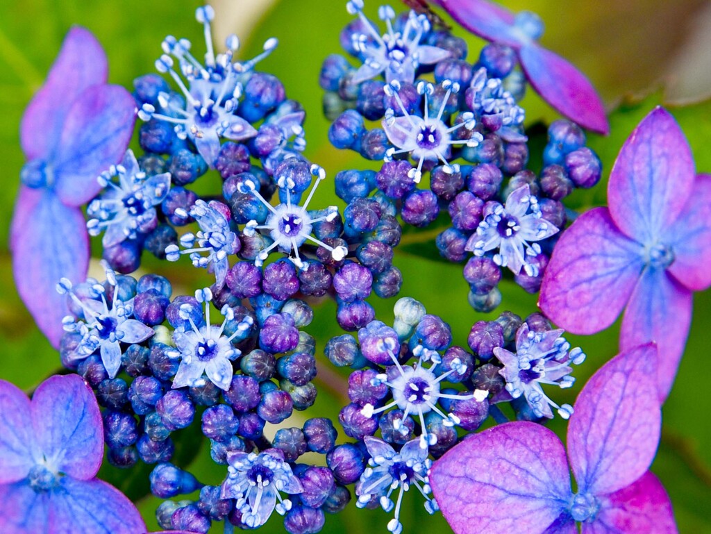 ヤマアジサイ②