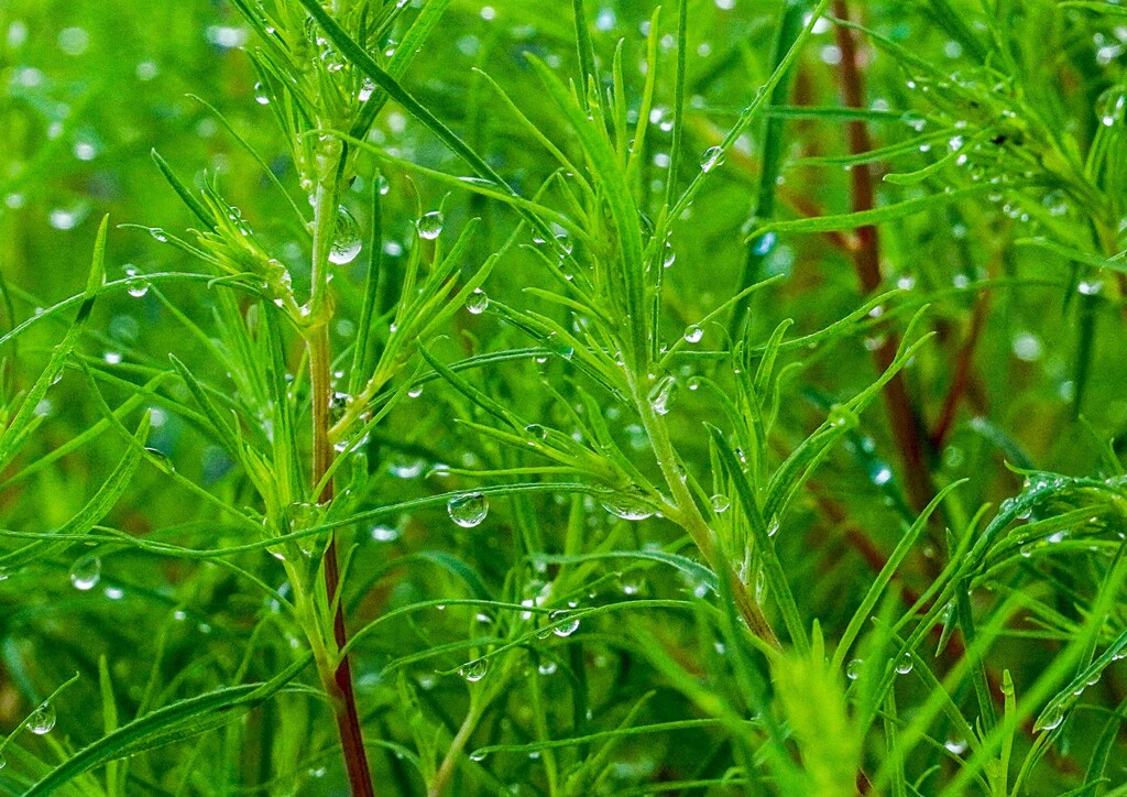 雨あがり