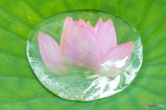 雨上がり①