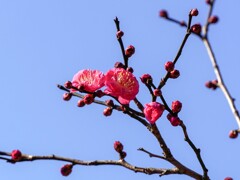 紅梅