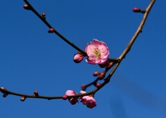 2月の梅②