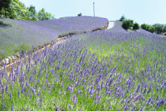 ラベンダーの咲く頃②