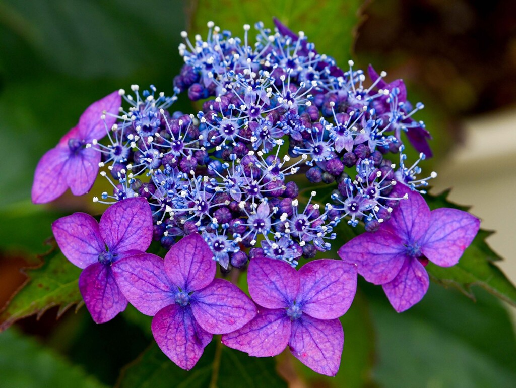 ヤマアジサイ①