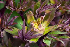 ボタンの成長記録②