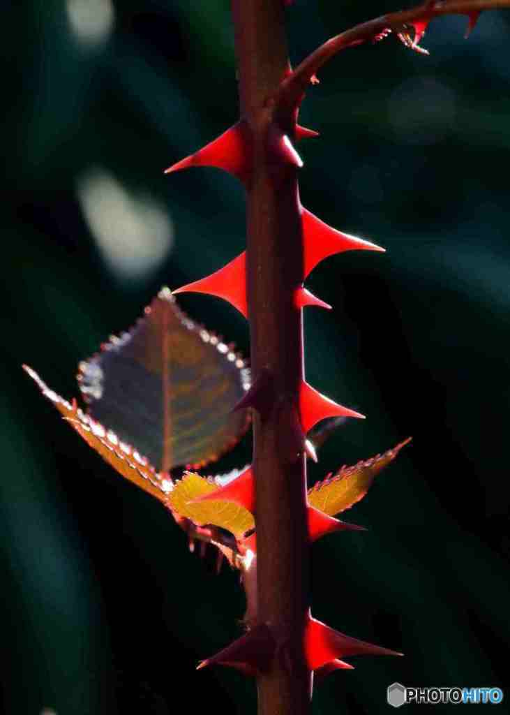 赤の印象・Exif付き