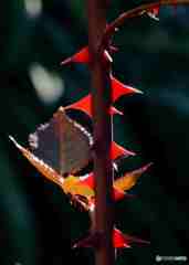 赤の印象・Exif付き