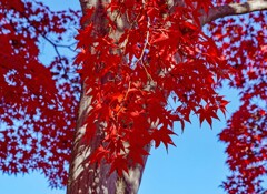 燃える紅葉②