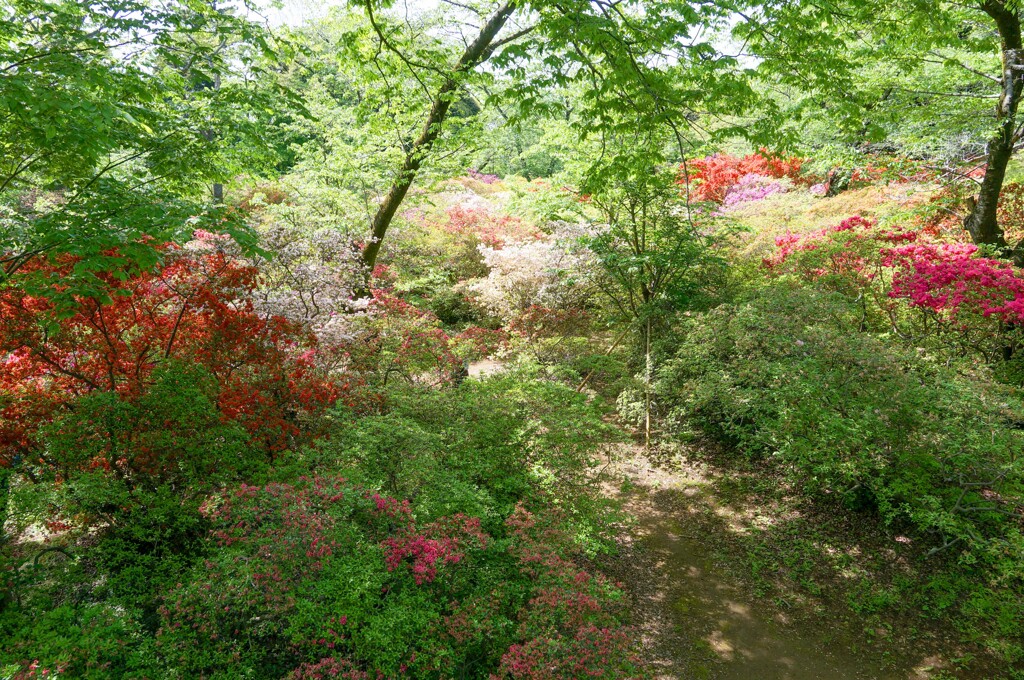 つつじ園にて②