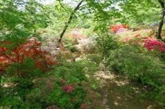 つつじ園にて②