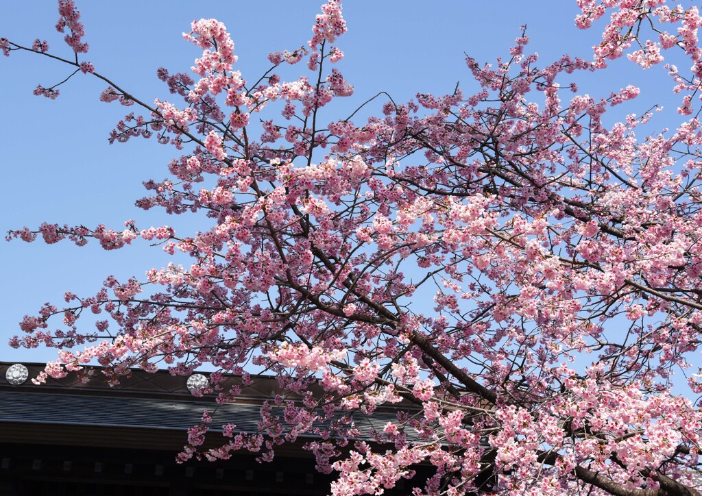 早咲き桜③