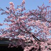 早咲き桜③