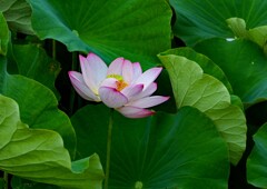 小雨に濡れて①