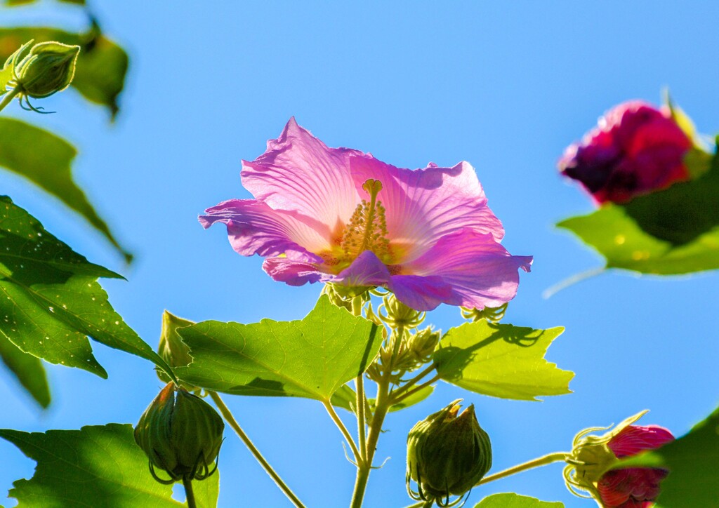 酔芙蓉