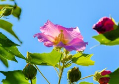 酔芙蓉