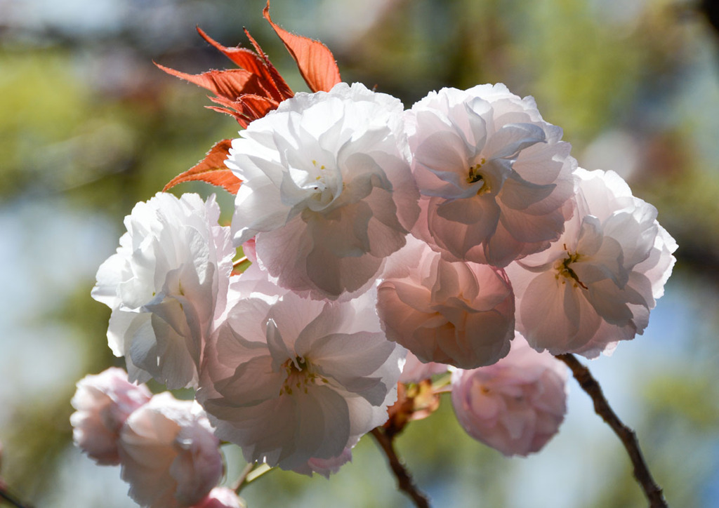 八重桜②