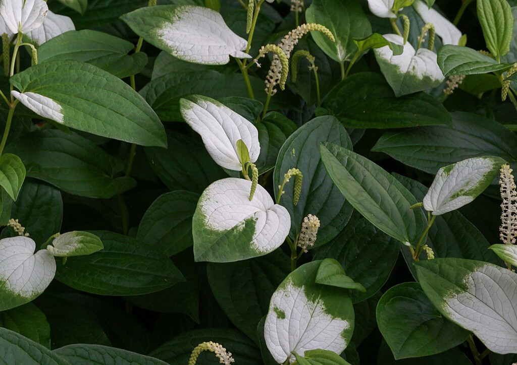 イヌヌマトラノオ