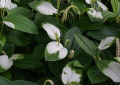 イヌヌマトラノオ