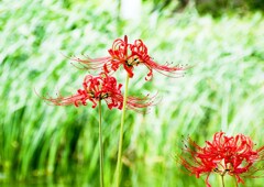 初撮り②