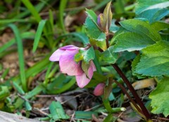 クリスマスローズ①