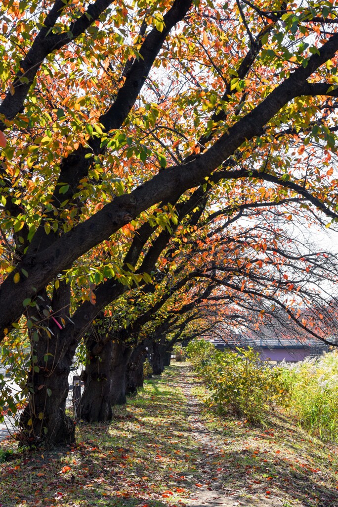 並木の紅葉①