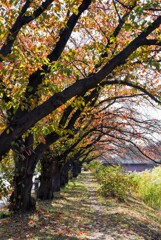 並木の紅葉①