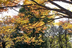 シンボルツリー②