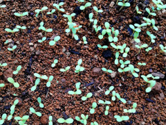 sprout
