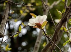 残り花