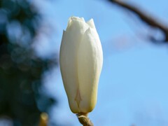 ハクモクレン・独身