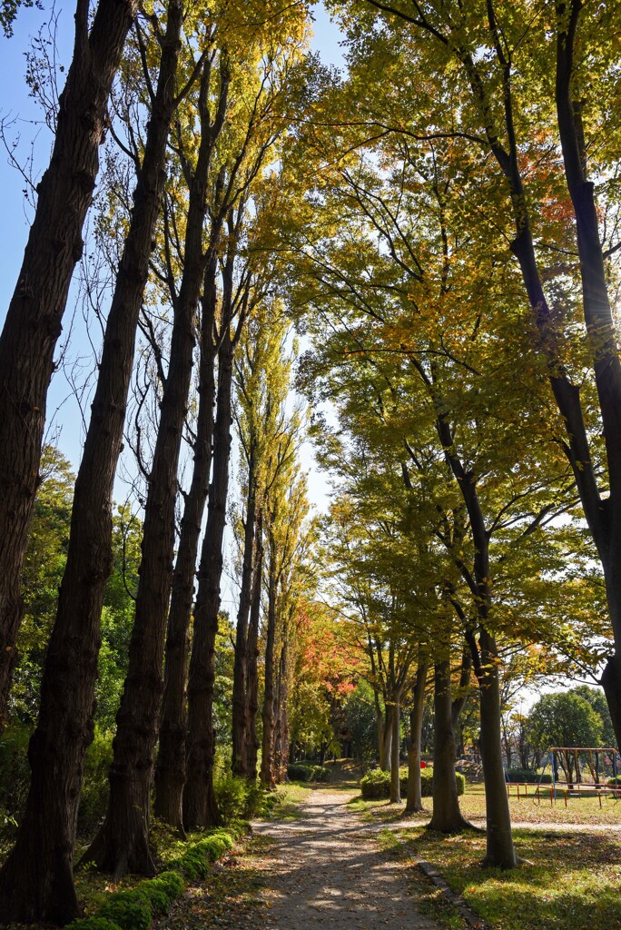 並木の紅葉②