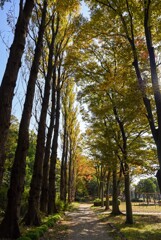 並木の紅葉②