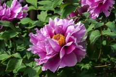 きのう・今日②