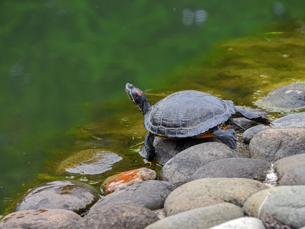 池の生き物