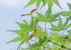 モミジのプロペラ
